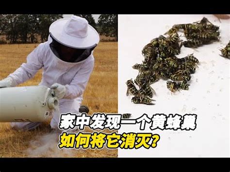 蜜蜂徵兆|2024蜂巢處理最新指南